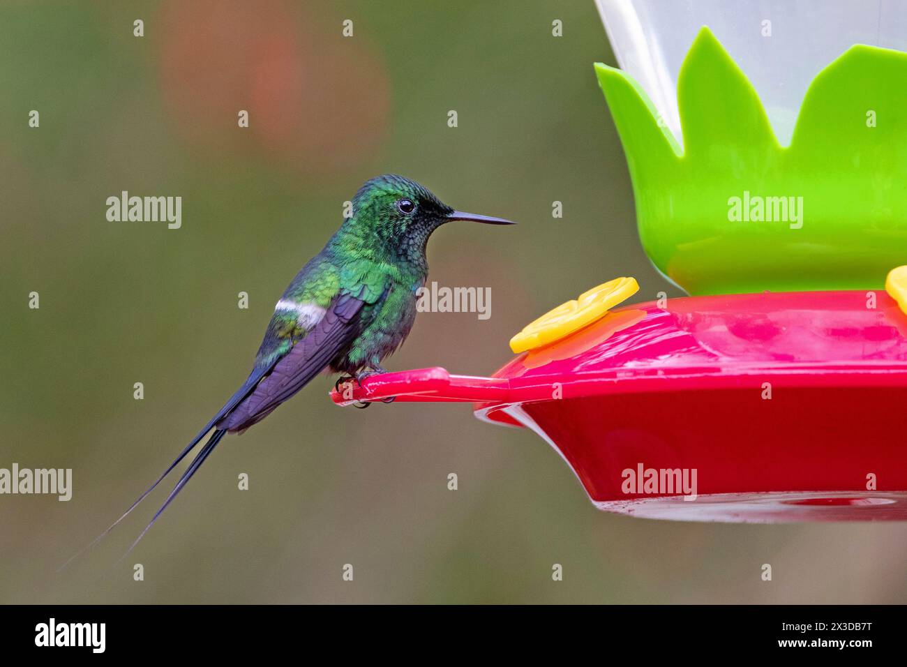 Coda di coda verde (Popelairia conversii, Discosura conversii), maschio siede al distributore di cibo, Costa Rica, Alajuela Foto Stock