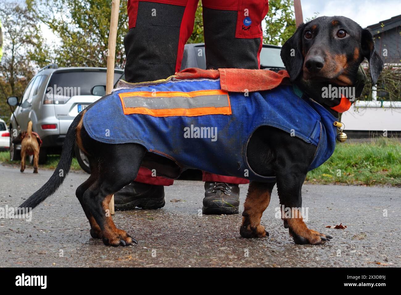 Dachshund a pelo corto, cane da salsiccia a pelo corto, cane domestico (Canis lupus F. familiaris), con giubbotto di protezione, Germania Foto Stock