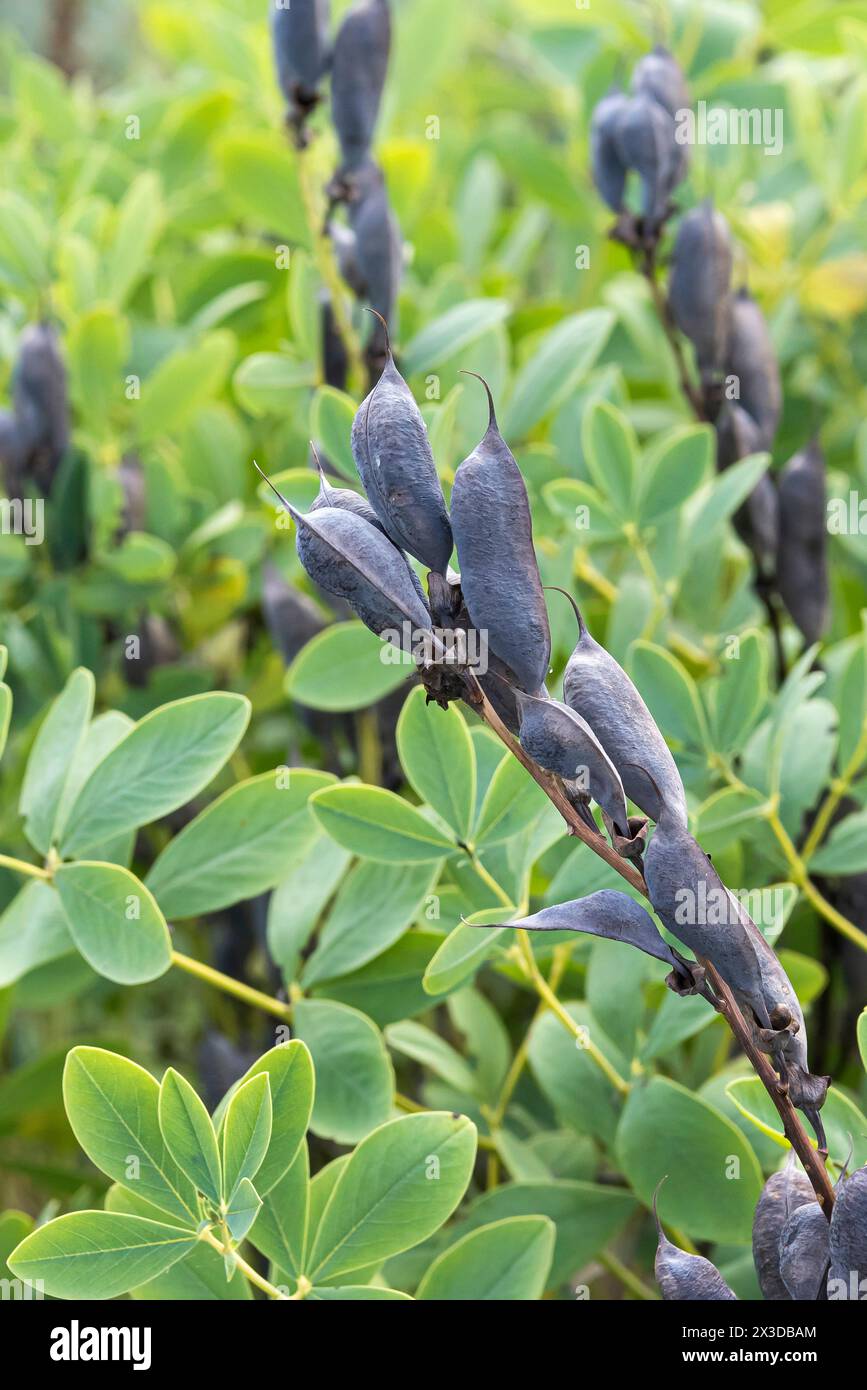 Indaco selvatico blu, falso indaco selvatico (Baptisia australis), fruttifero Foto Stock