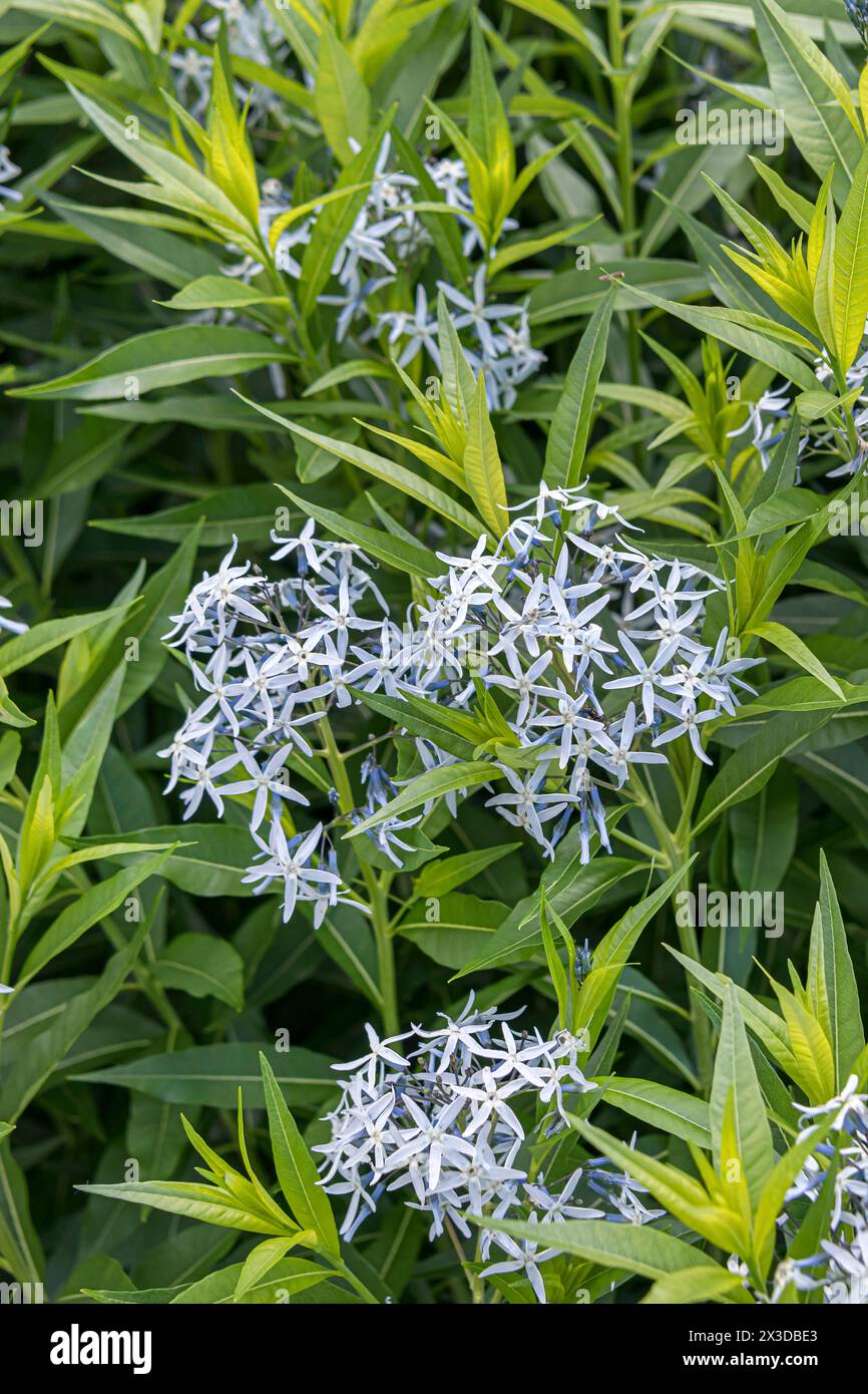 bluestar orientale, Bluestar comune, Amsonia (Amsonia tabernaemontana), fioritura Foto Stock