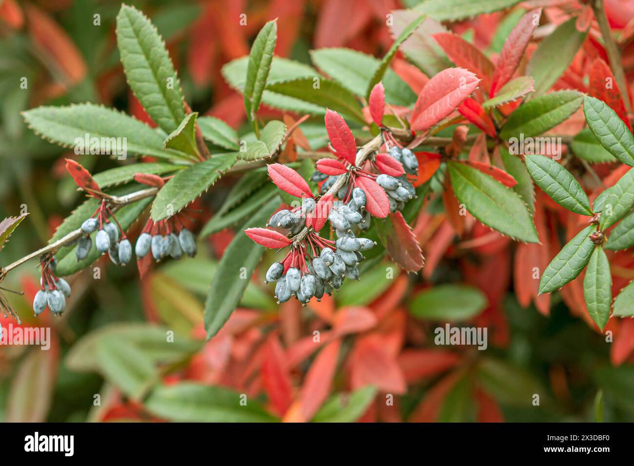 Wintergreen Crespino (berberis julianae), la fruttificazione Foto Stock