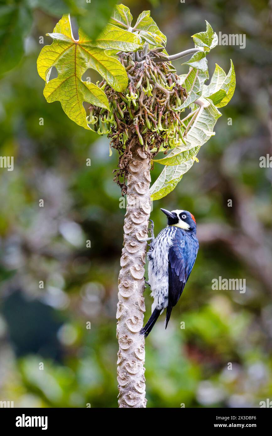 Picchio di mais (Melanerpes formicivorus), femmina sale sul tronco di papaya e cerca cibo, Costa Rica, San Gerardo de Dota Foto Stock