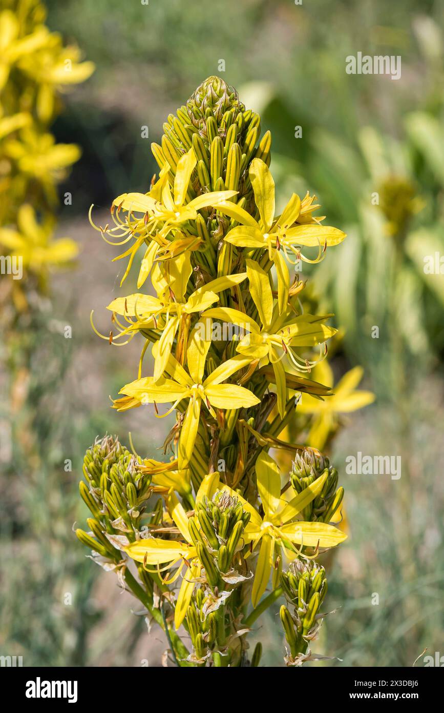 Asphodel giallo (Asphodeline lutea), fioritura, Europa, Bundesrepublik Deutschland Foto Stock