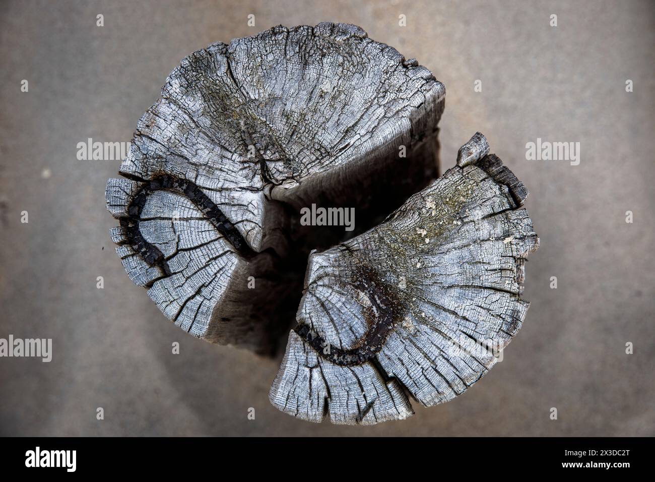 Vecchio palo in legno di un groyne sulla spiaggia di Domburg a Walcheren, Zelanda, Paesi Bassi. Alter Holzpfahl einer Buhne am Strand von Domburg auf Walchere Foto Stock