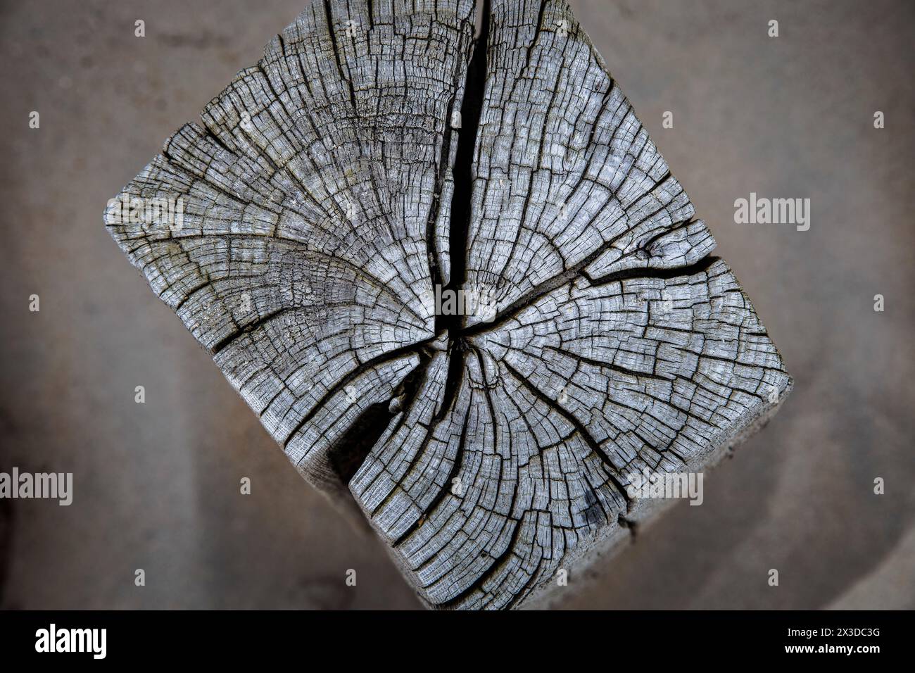 Vecchio palo in legno di un groyne sulla spiaggia di Domburg a Walcheren, Zelanda, Paesi Bassi. Alter Holzpfahl einer Buhne am Strand von Domburg auf Walchere Foto Stock
