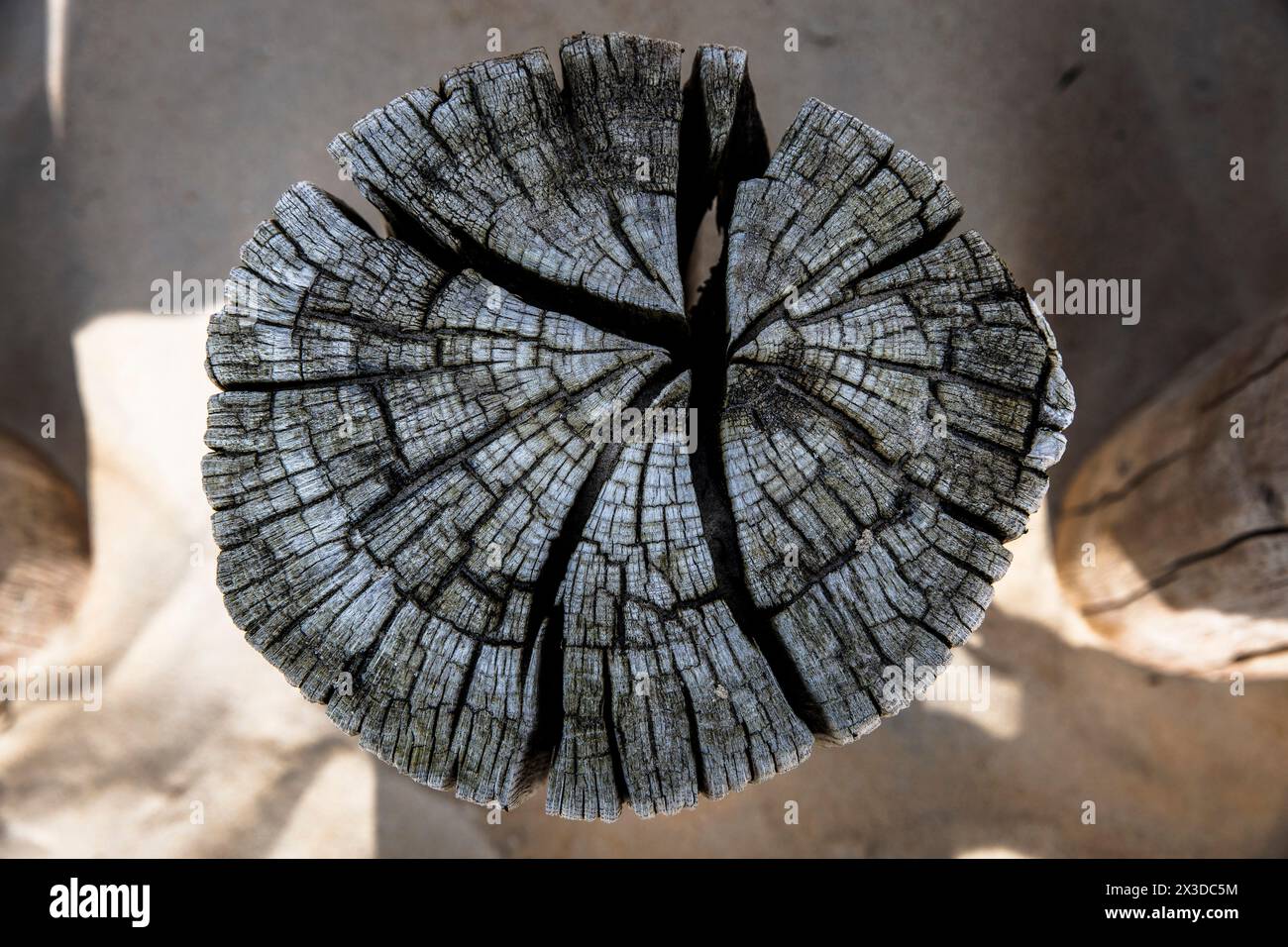 Vecchio palo in legno di un groyne sulla spiaggia di Domburg a Walcheren, Zelanda, Paesi Bassi. Alter Holzpfahl einer Buhne am Strand von Domburg auf Walchere Foto Stock