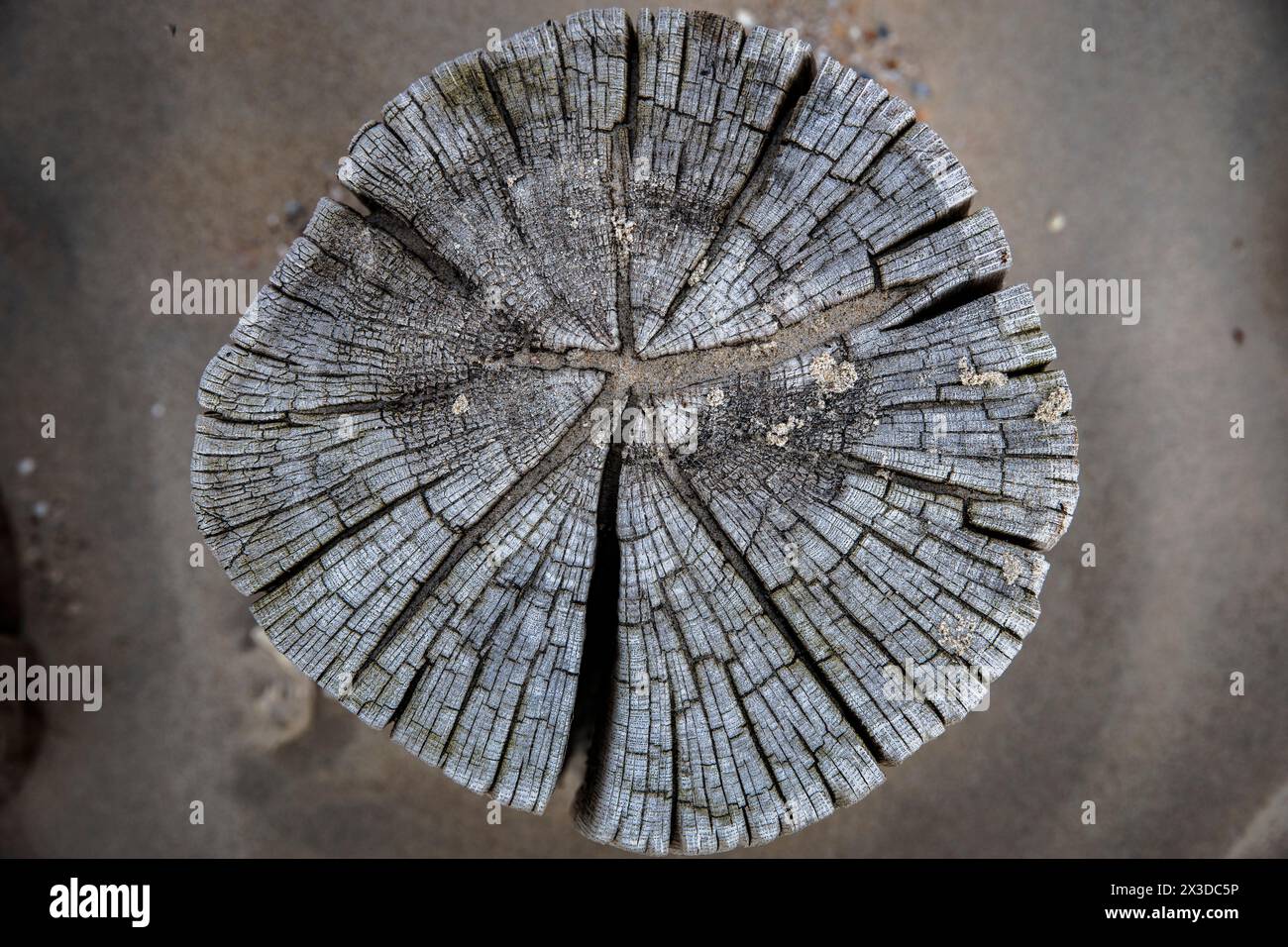 Vecchio palo in legno di un groyne sulla spiaggia di Domburg a Walcheren, Zelanda, Paesi Bassi. Alter Holzpfahl einer Buhne am Strand von Domburg auf Walchere Foto Stock