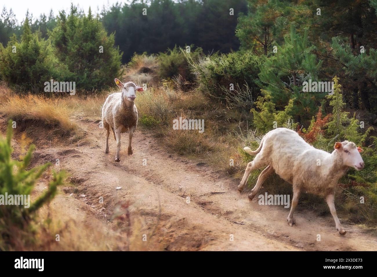 Due pecore piene di gemme appiccicose che scendono lungo la collina nella foresta Foto Stock