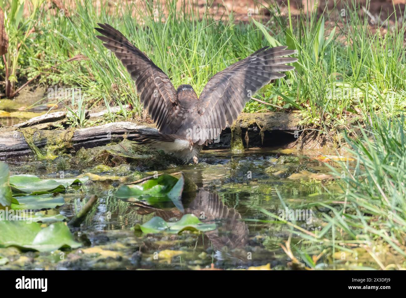 Buzzard comune che vola nel prato. Foto Stock