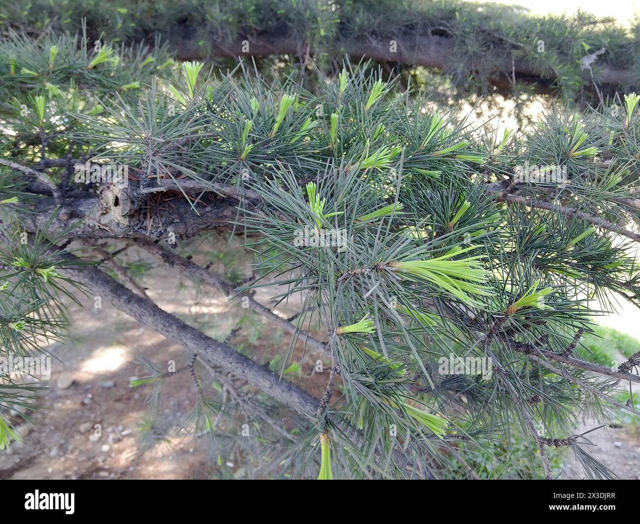 Questa immagine ravvicinata mostra i lussureggianti aghi verdi di pino di un albero di conifere, con qualche nuova crescita e coni visibili, creando una texture a Foto Stock