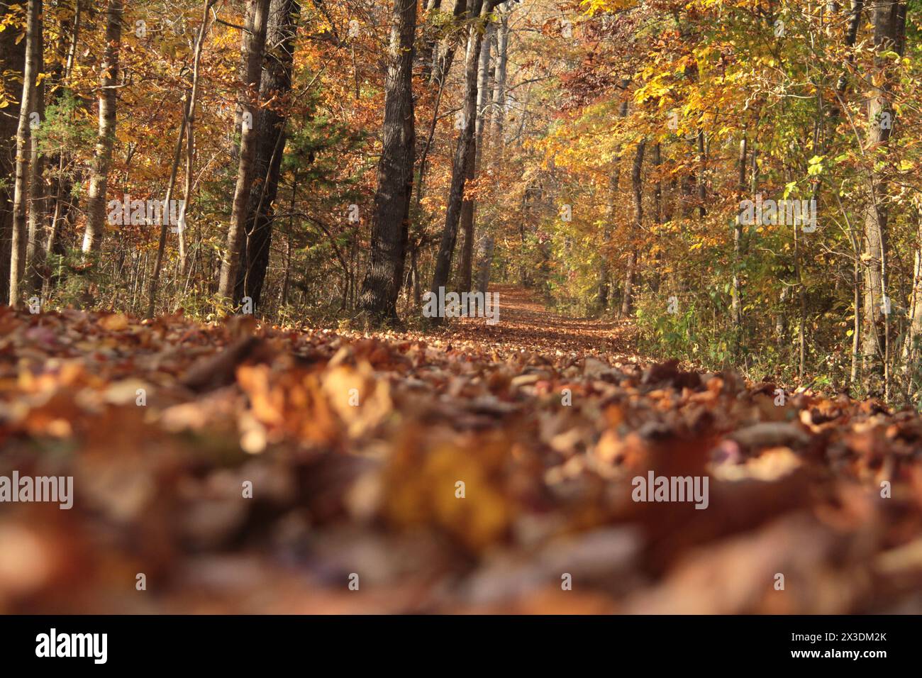 Virginia, U.S.A. Path in una foresta decidua a fine ottobre. Foto Stock