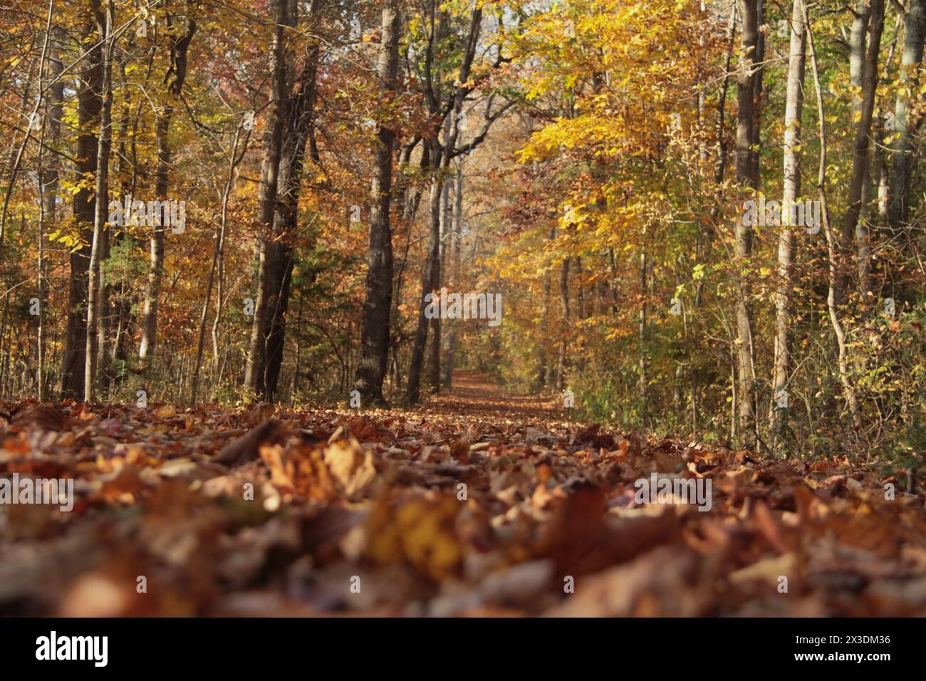 Virginia, U.S.A. Path in una foresta decidua a fine ottobre. Foto Stock