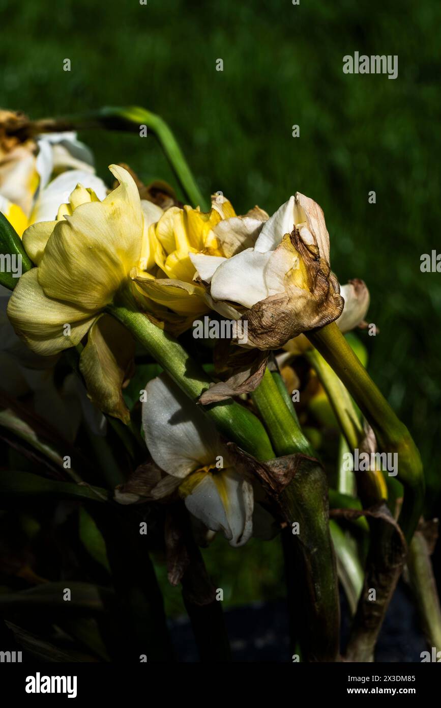 Un bouquet di vecchi fiori che marciscono lasciati su una panchina commemorativa nel giardino pubblico di Newquay, in Cornovaglia, nel Regno Unito. Foto Stock
