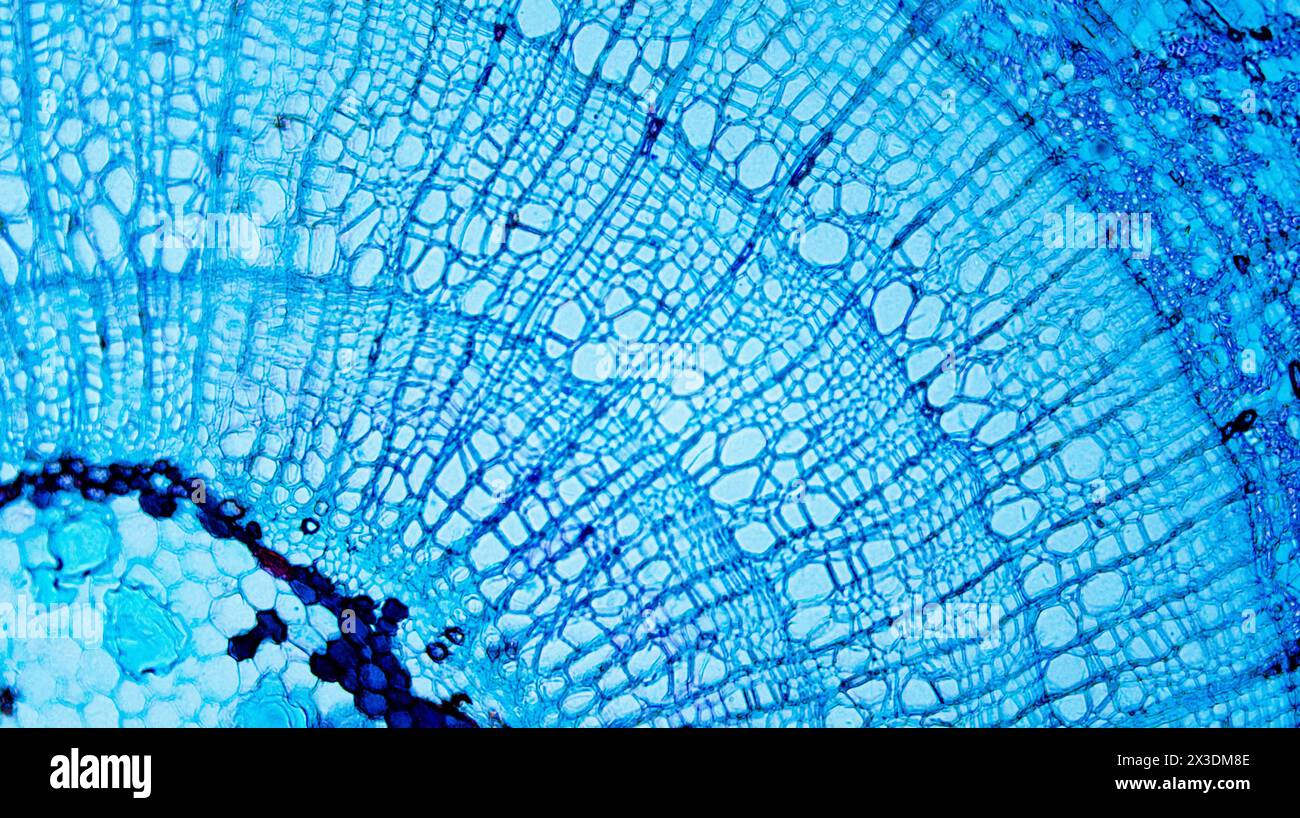 Tilia stelo sotto microscopio ottico Foto Stock