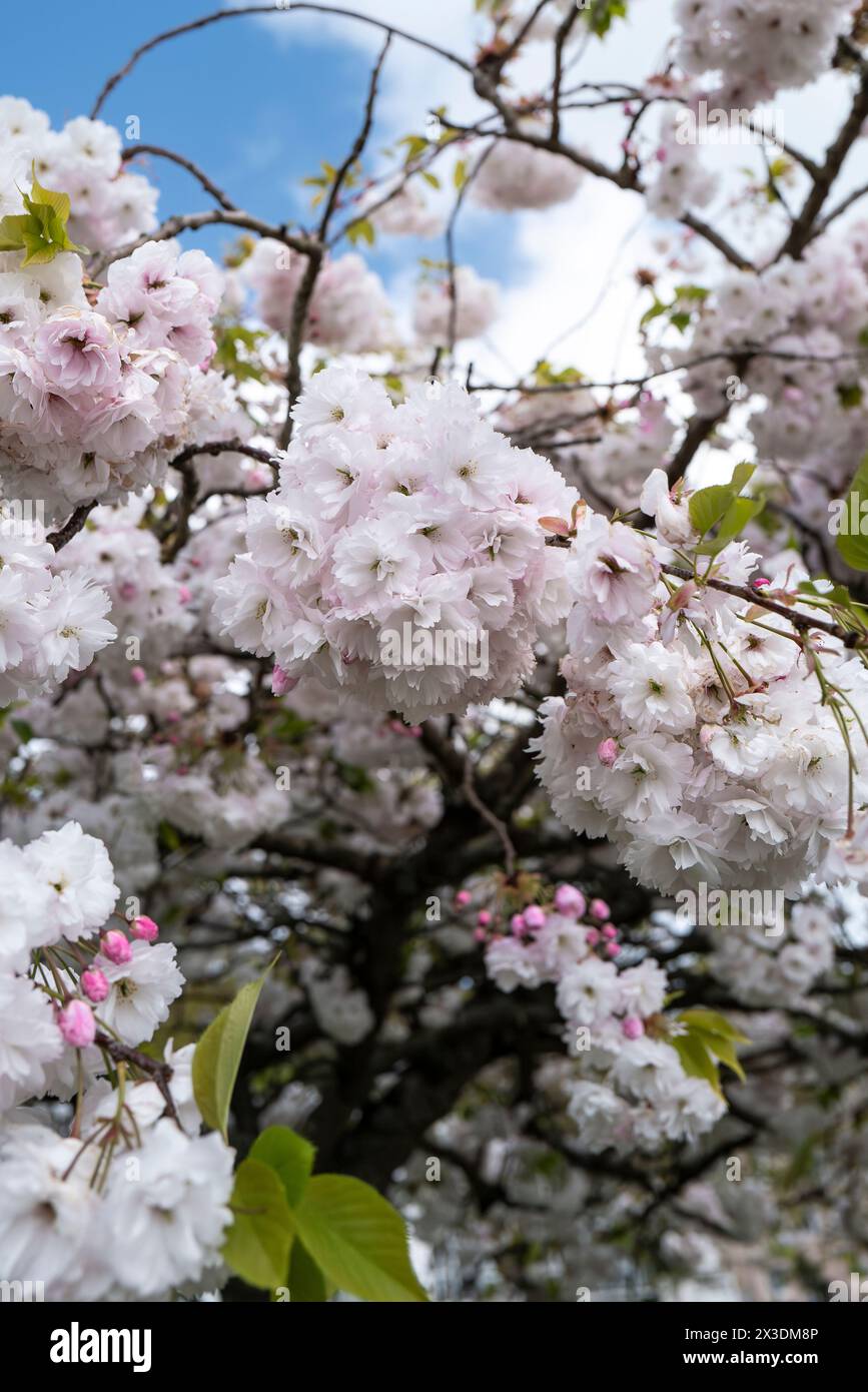 Prunus Shogetsu. Albero da sposa blushing che cresce a Newquay, in Cornovaglia, nel Regno Unito. Foto Stock