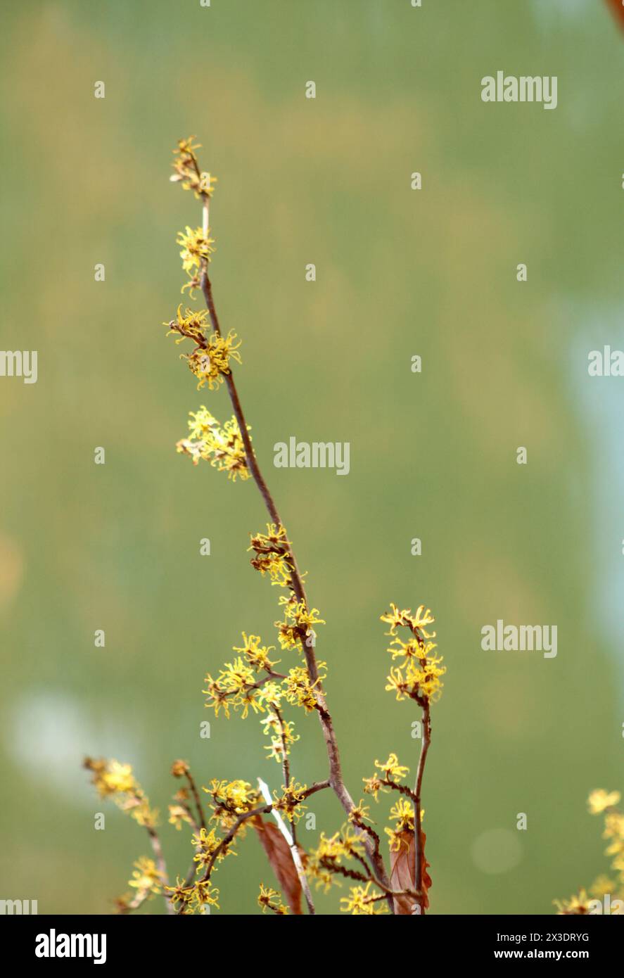 Virginia, U.S.A. Una pianta di nocciola strega in fiore a novembre. Foto Stock
