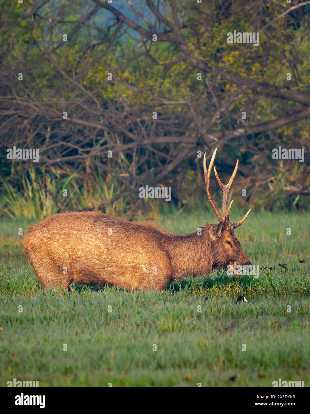 Cervo Sambar maschio selvatico o rusa unicolor con grandi corna lunghe in una scenografica zona umida nella foresta o nel parco nazionale dell'india Foto Stock