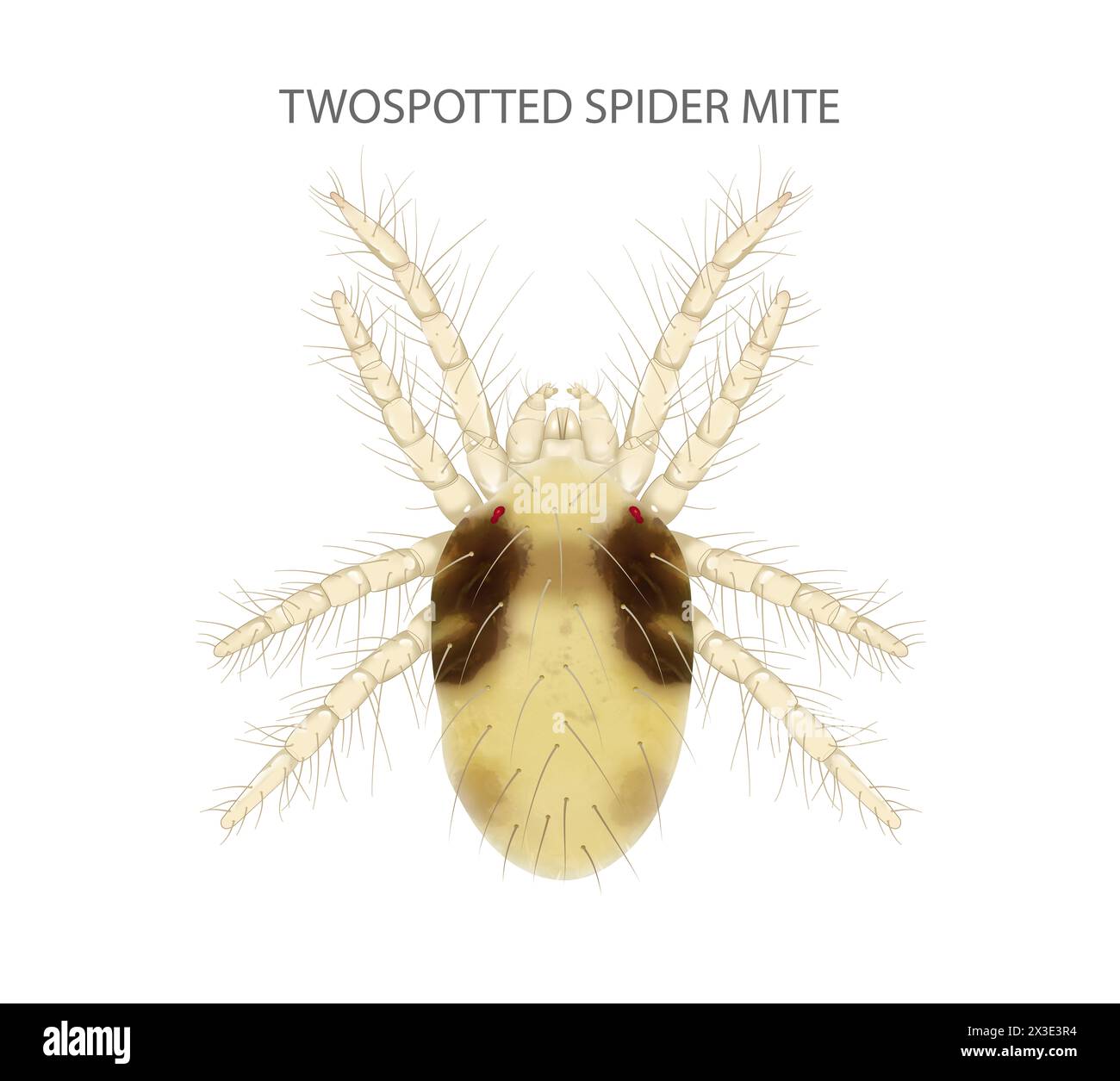 Illustrazione Twospotted Spider Mite. E' un parassita. Foto Stock