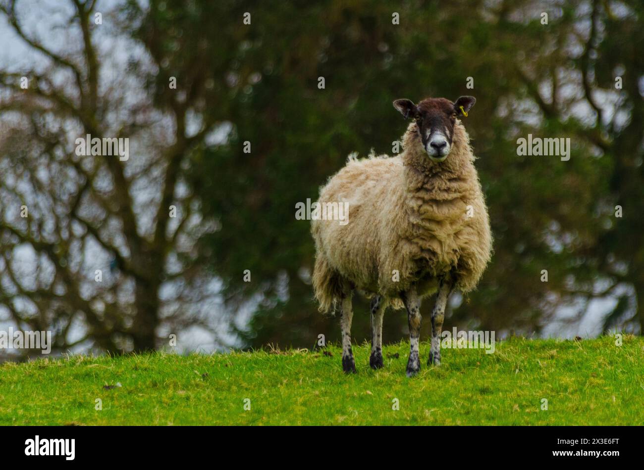 Una pecora in un campo nella valle di Annandale vicino a Moffat a Dumfries e Galloway, Scozia, Regno Unito Foto Stock