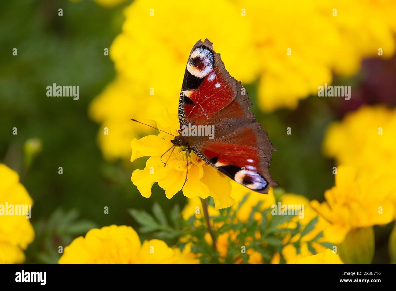 Occhio di pavone a farfalla su un fiore giallo. Insetto Foto Stock