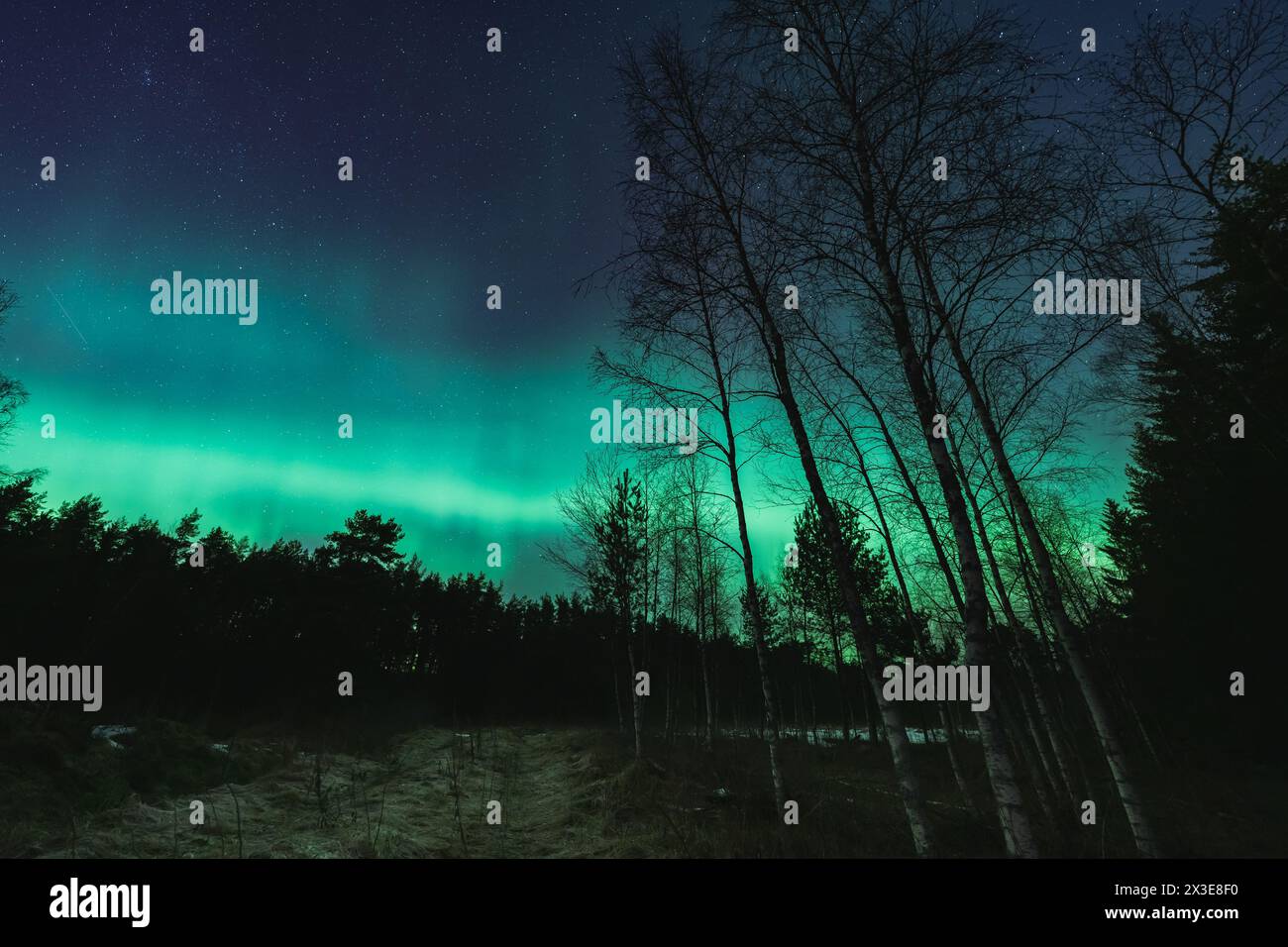 Aurora boreale nella foresta notturna, natura estone. Foto Stock