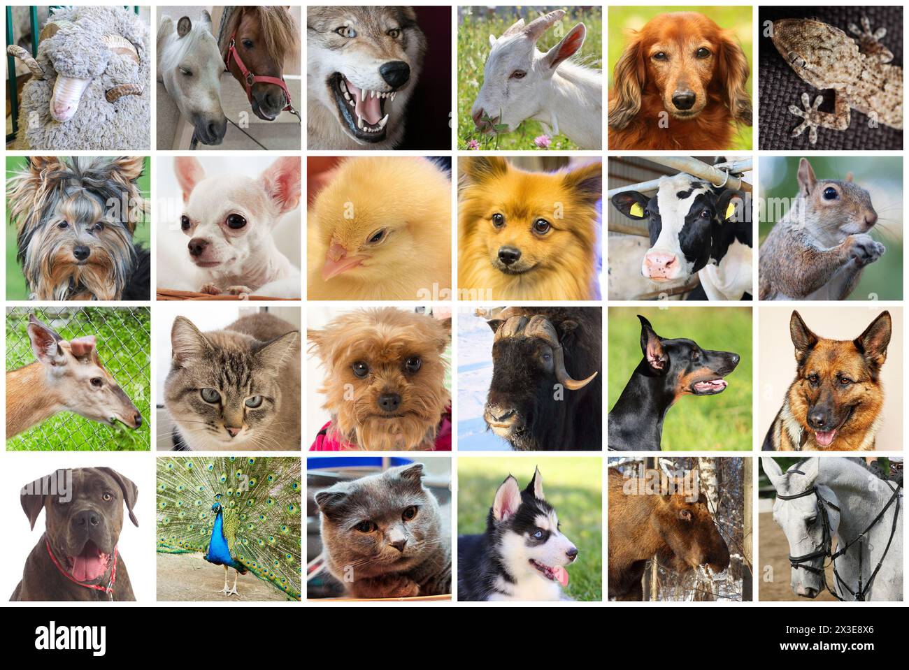 Cani, gatti, lupi, cavalli, mucche, ovini, caprini e altri animali, collage Foto Stock