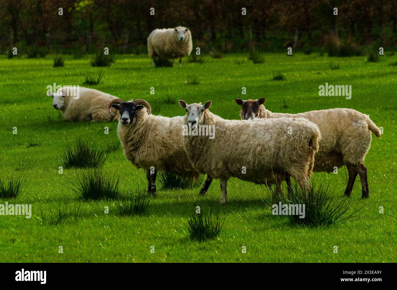 Pecore in un campo durante la stagione degli agnelli nella valle di Annandale vicino a Moffat a Dumfries e Galloway, Scozia, Regno Unito Foto Stock