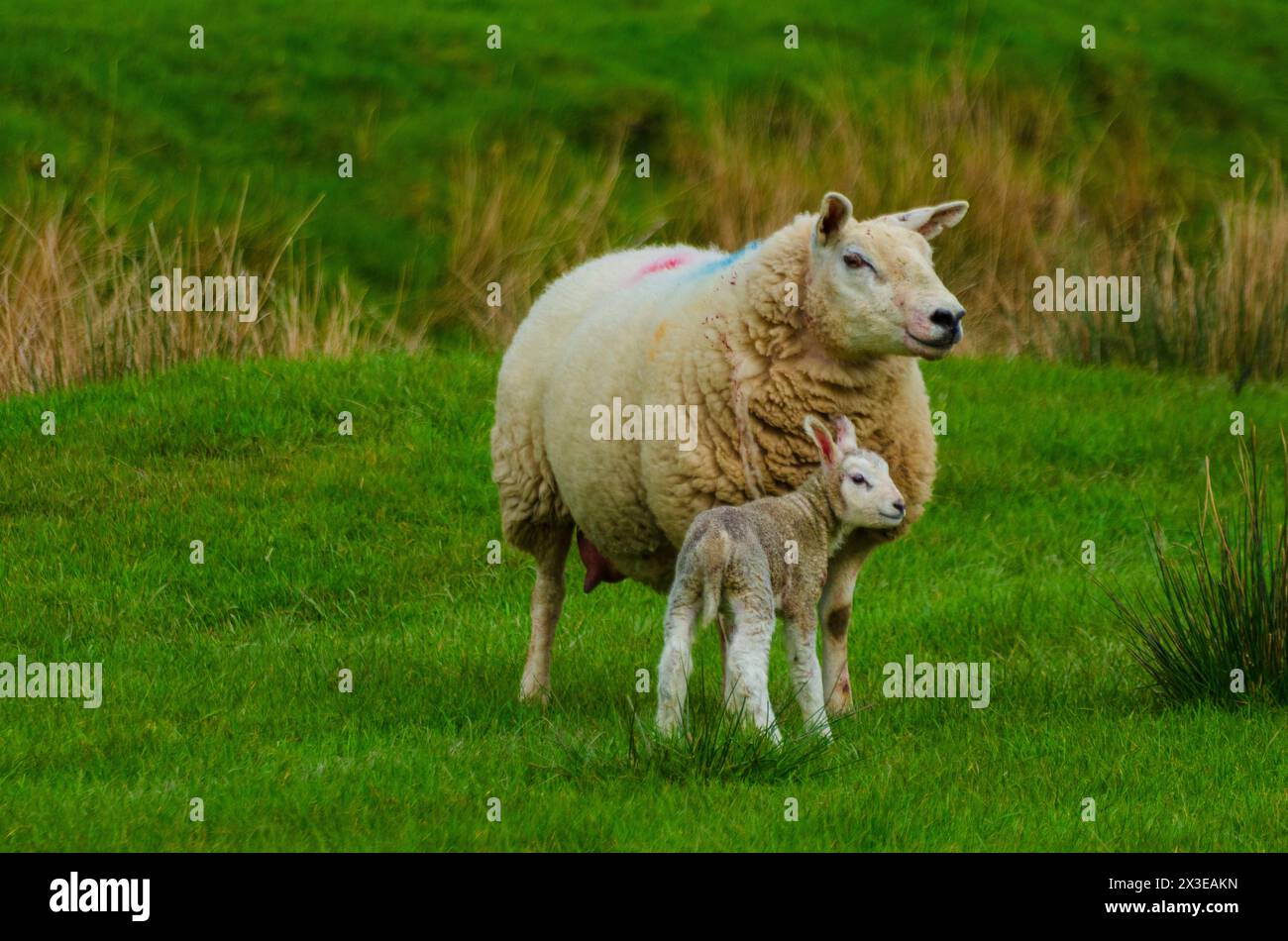 Un agnello e una pecora in un campo nella valle di Annandale vicino a Moffat a Dumfries e Galloway, Scozia, Regno Unito Foto Stock