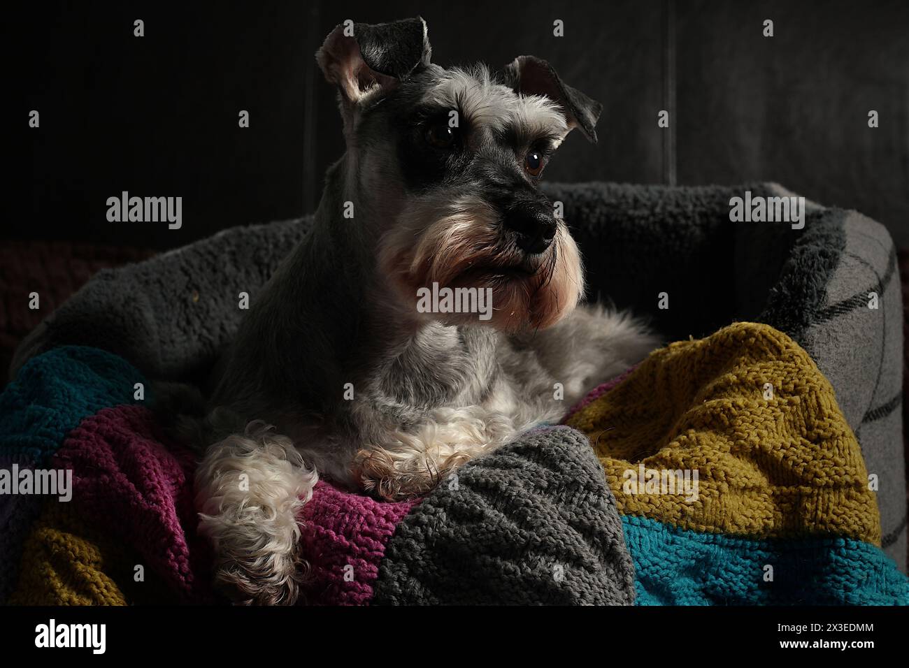 Ritratto di schnauzer in miniatura nel suo letto, allerta e guardando a destra con una coperta colorata. Foto Stock