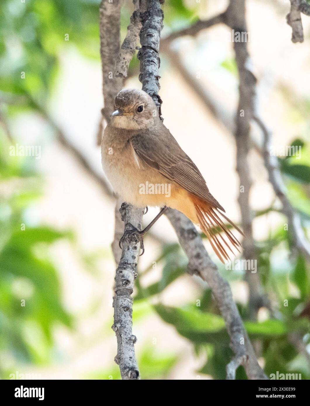 Femmina di Paphos (Phoenicurus phoenicurus), Cipro Foto Stock