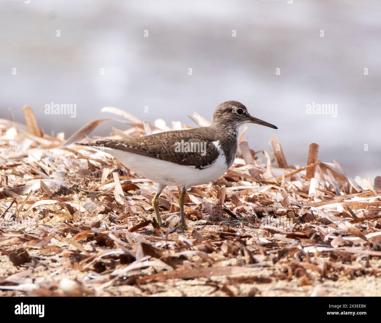 Sandpiper comune (Actitis hypoleucos), che si nutre sulla spiaggia, Paphos, Cipro Foto Stock