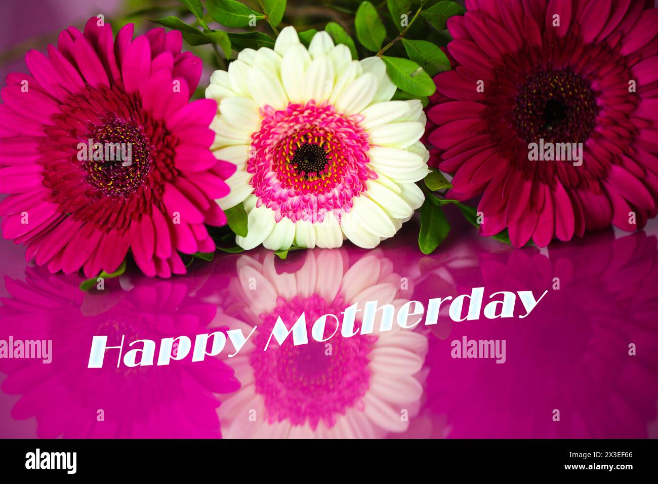 Gebera su sfondo rosa; festa della mamma; compleanno; Foto Stock