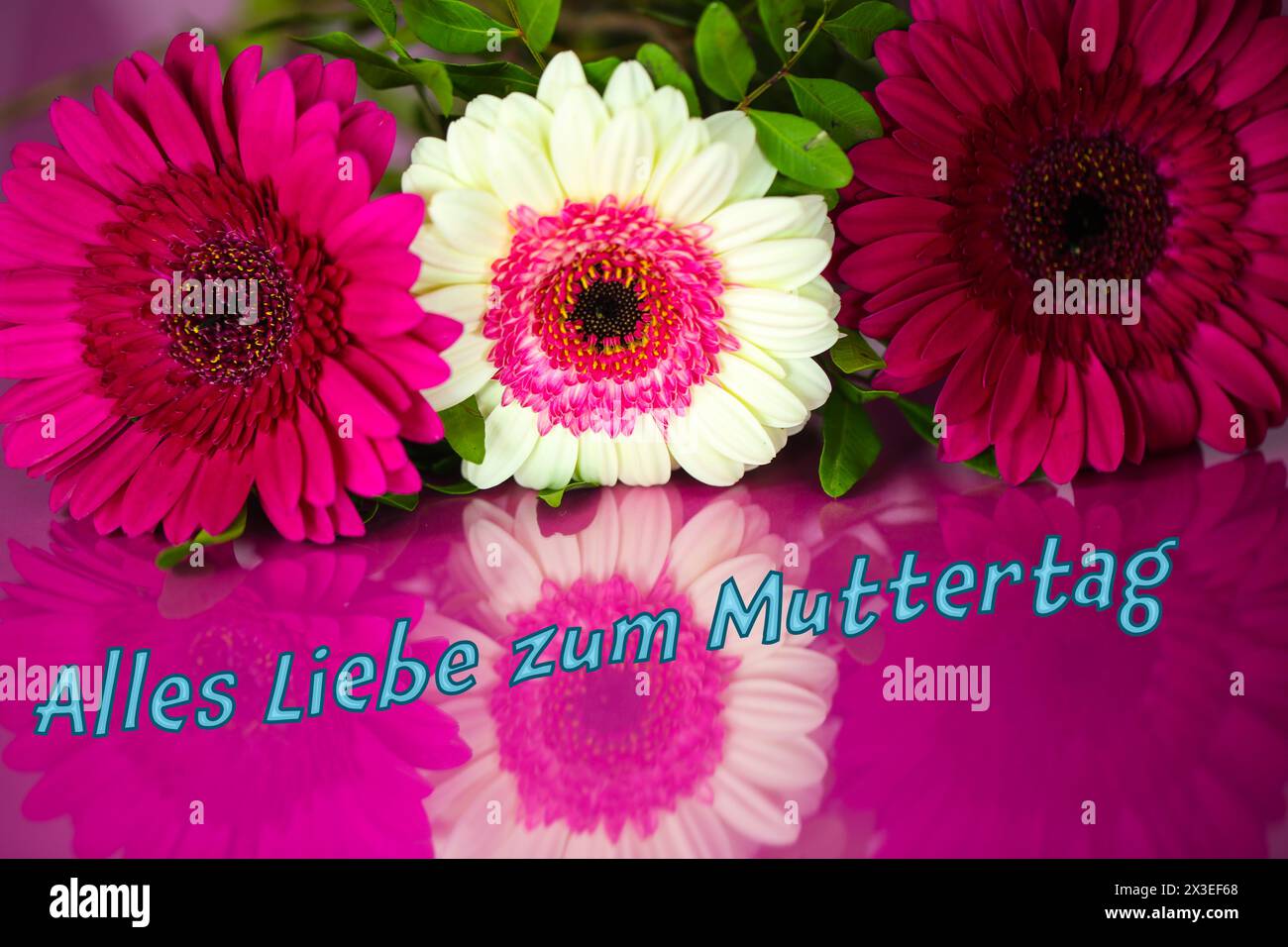 Gebera su sfondo rosa; festa della mamma; compleanno; Foto Stock