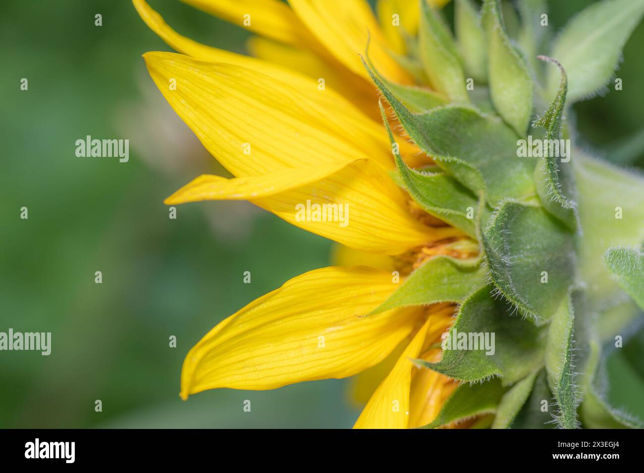 Vista laterale di un girasole, Helianthus, che cresce nel giardino. Foto Stock