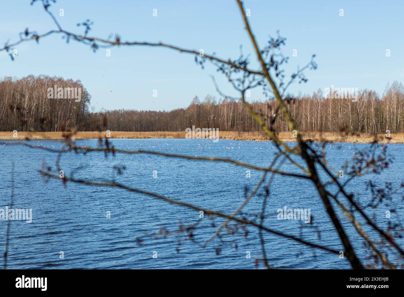 Uccelli acquatici. Diversi tipi di uccelli acquatici raccolti per accoppiarsi sul lago. Uccelli acquatici Foto Stock