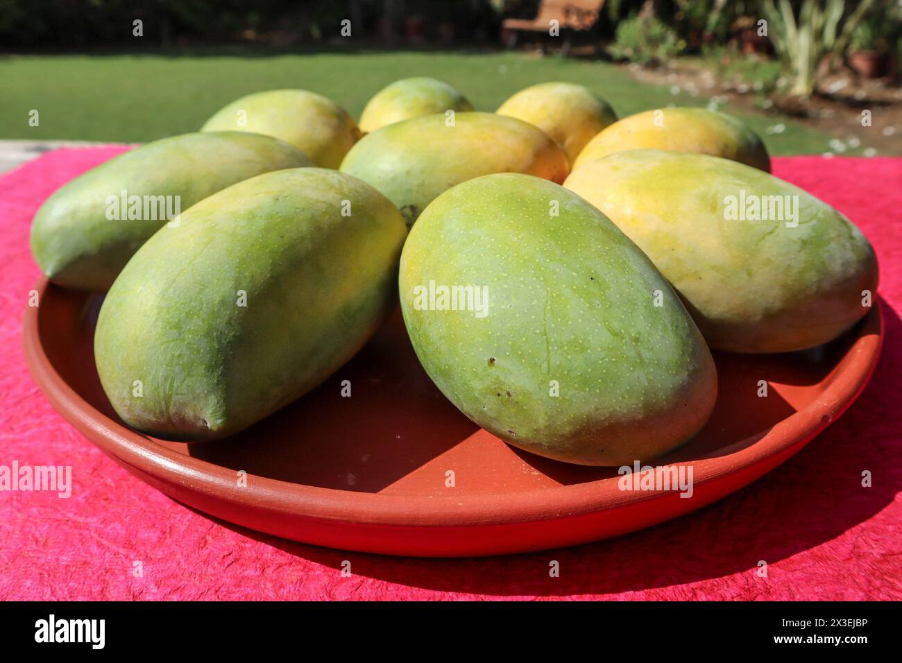 Deliziosi frutti di mango si preparano sul piatto, varietà King of Fruits Mango Kesar keri Foto Stock