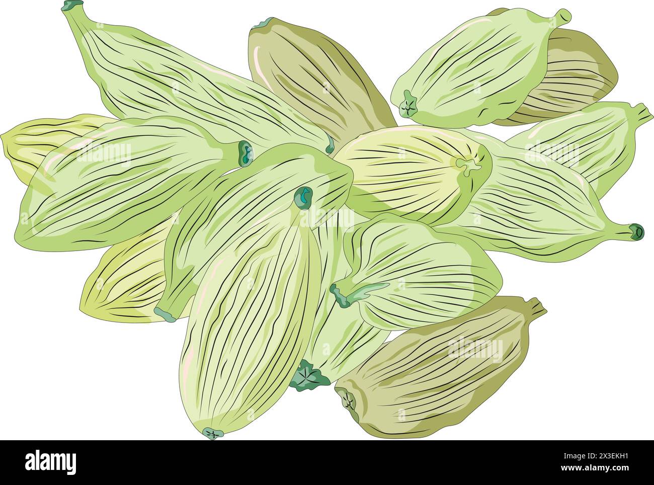 Illustrazione del vettore del cardamomo Illustrazione Vettoriale