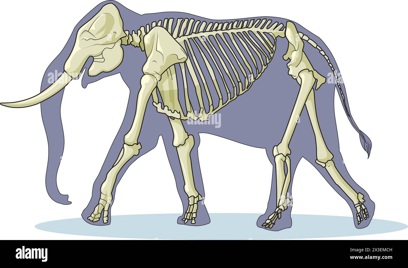 Illustrazione vettoriale scheletro dell'elefante Illustrazione Vettoriale