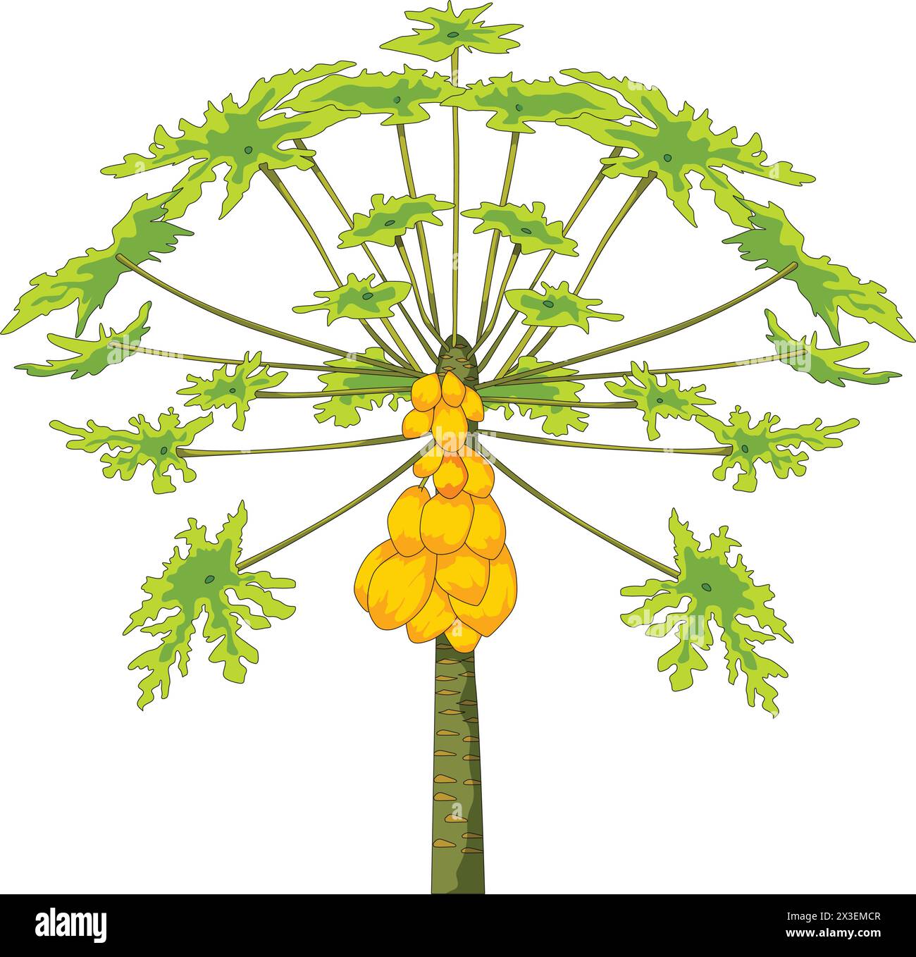 Illustrazione vettoriale dell'albero papaya Illustrazione Vettoriale