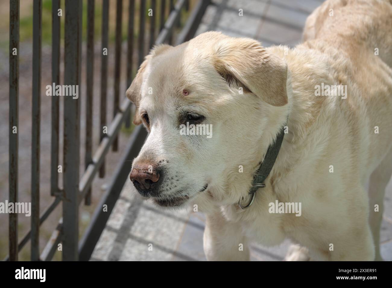 Cane da recupero Labrador anziano di 14 anni sulla terrazza della sua casa Foto Stock
