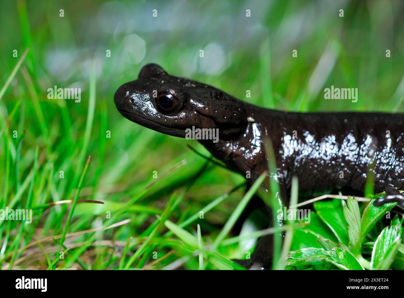 Salamandra atra a Pian del Re, Monviso, Cuneo, Piamonte, Italia Foto Stock