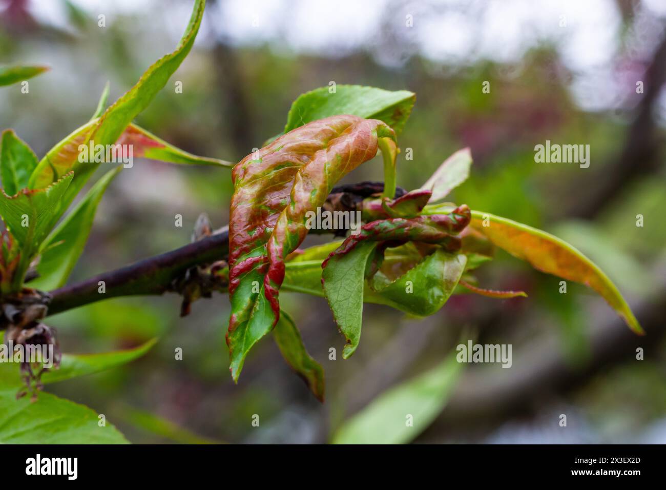 Arricciamento delle foglie di pesca. Malattia fungina di albero di pesche. Taphrina si deformata. Malattia del fungo dell'albero della pesca. Messa a fuoco selettiva. Argomento - malattie e parassiti di frutta t Foto Stock