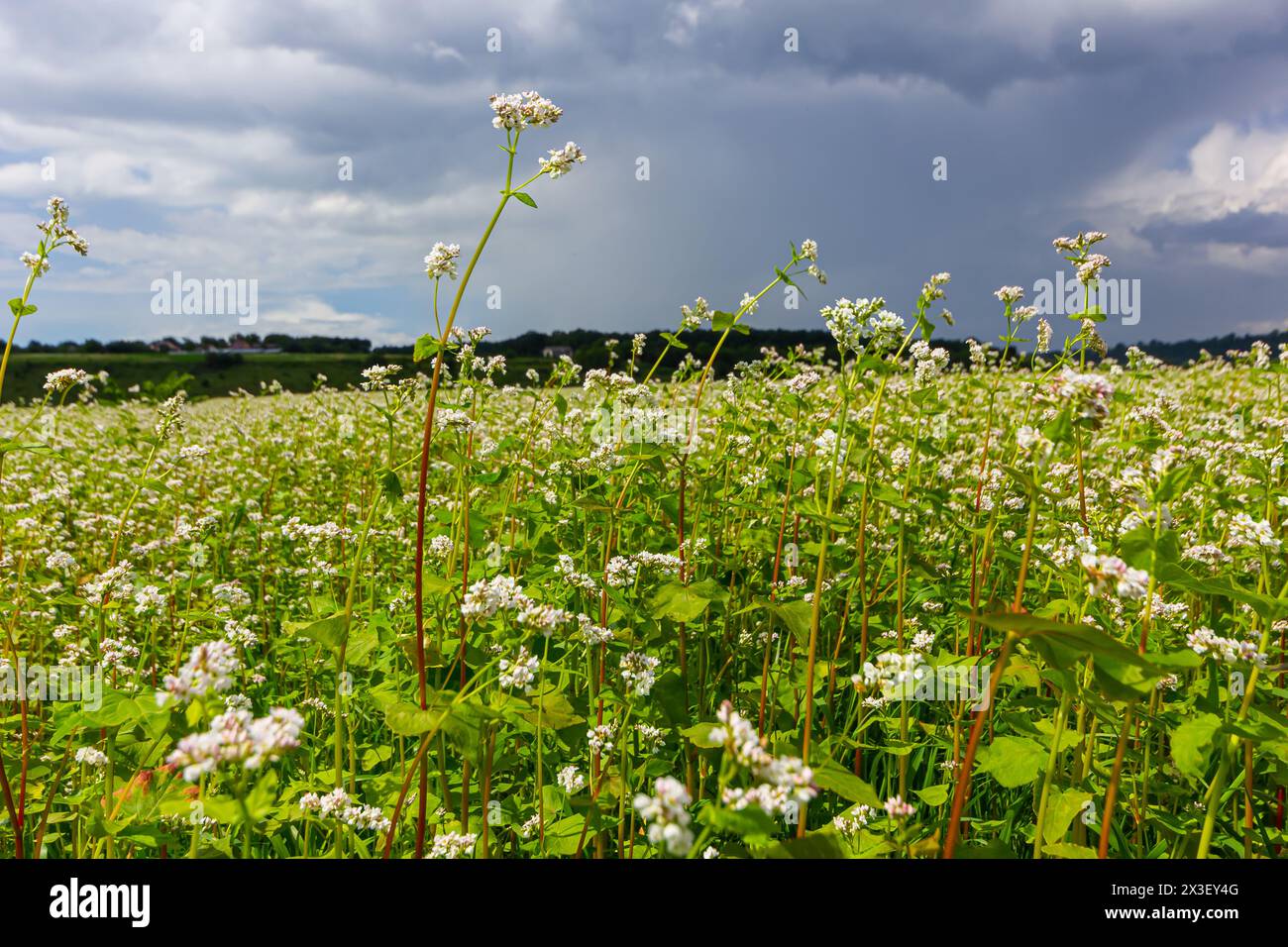 fiore di grano saraceno sul campo. Foto Stock