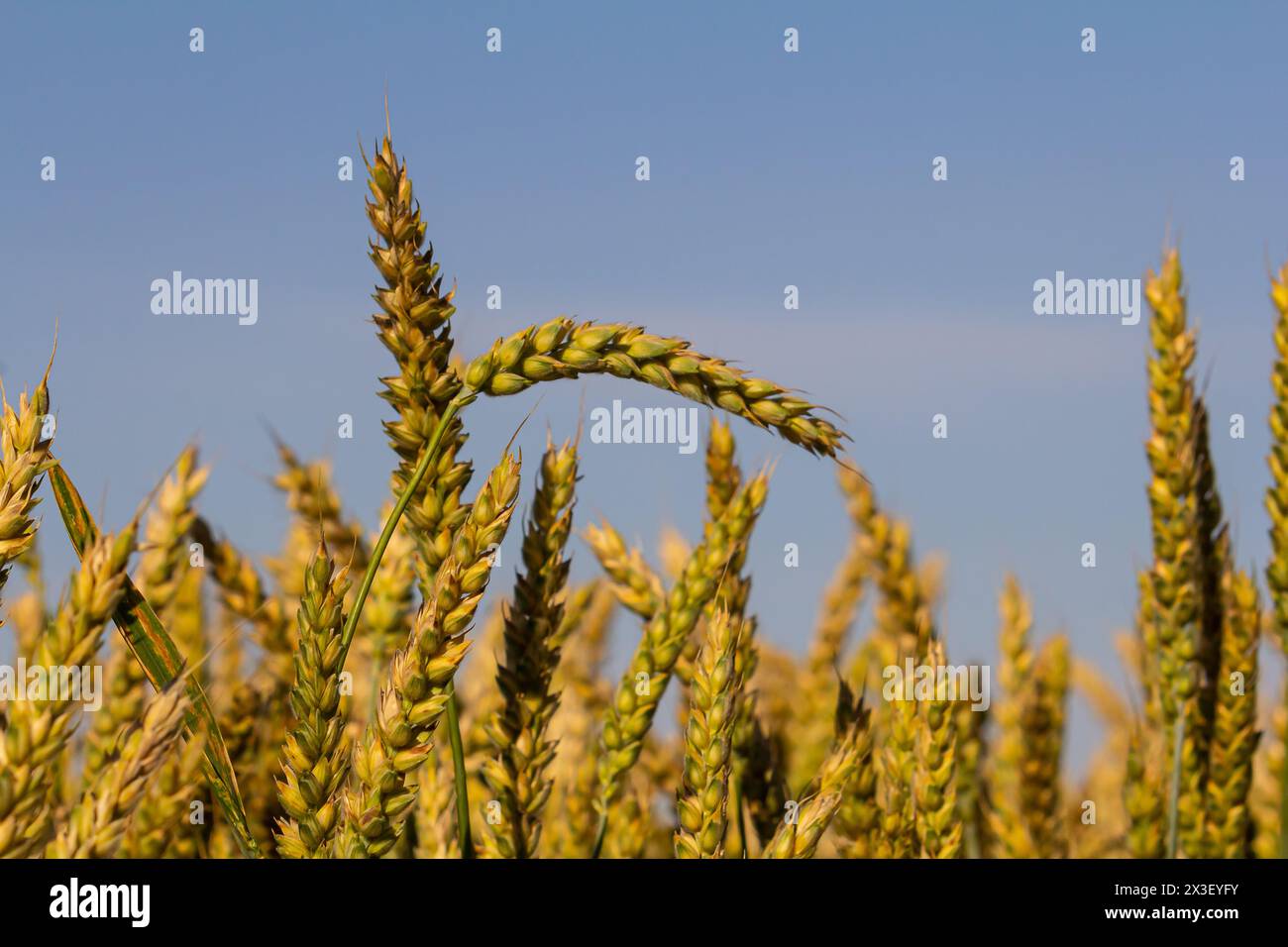 Prato di grano. Aeroporto Mipe Gold Barley Field in estate. Natura organica Yellow Rye pianta coltivando per raccogliere. Cibo mondiale con tramonto in terra di fattoria autunno Foto Stock