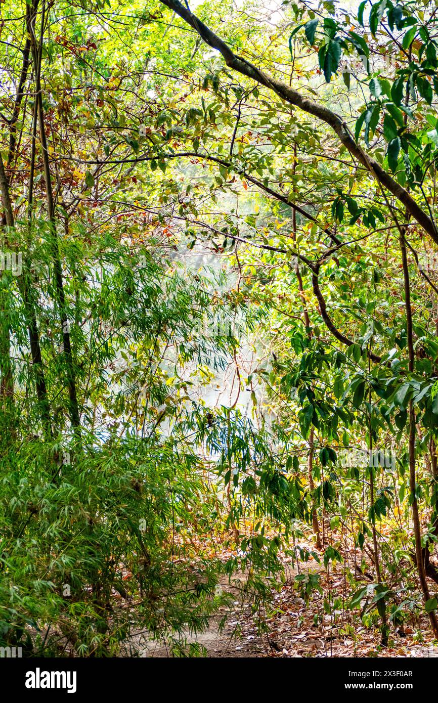 Fitte piante e alberi della giungla in Costa RICA, SUD AMERICA Foto Stock