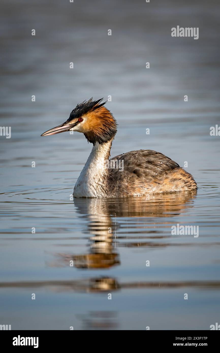 Great Crested Grebe visita lo stagno del Surrey in primavera Foto Stock