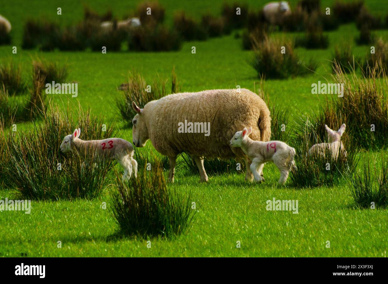 Agnelli e pecore in un campo nella valle di Annandale vicino a Moffat a Dumfries e Galloway, Scozia, Regno Unito Foto Stock