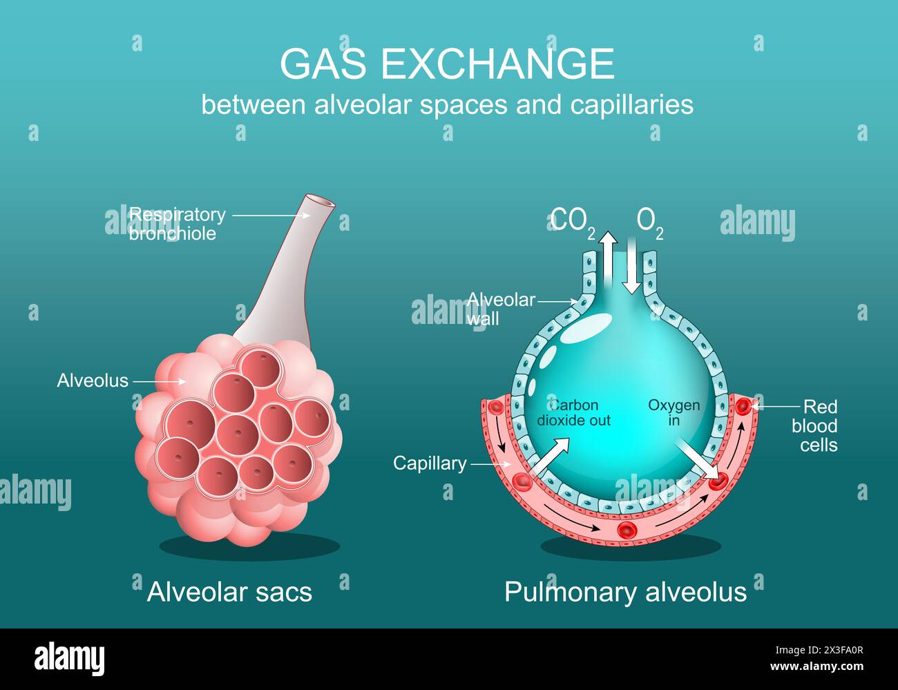 Scambio di gas alveolo tra spazi alveolari e capillari. Primo piano di bronchiolo respiratorio, sacco alveolare, alveolo polmonare e wi capillare Illustrazione Vettoriale