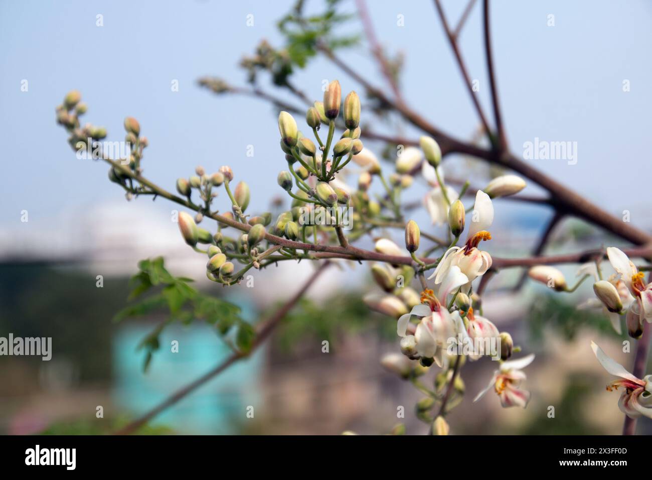 Fiori e foglie giovani og fresco verdeggiante baccelli medicinali di Moringa oleifera, rafano, albero di bacchette nel giardino sul tetto urbano. ha un ottimo medicinale Foto Stock