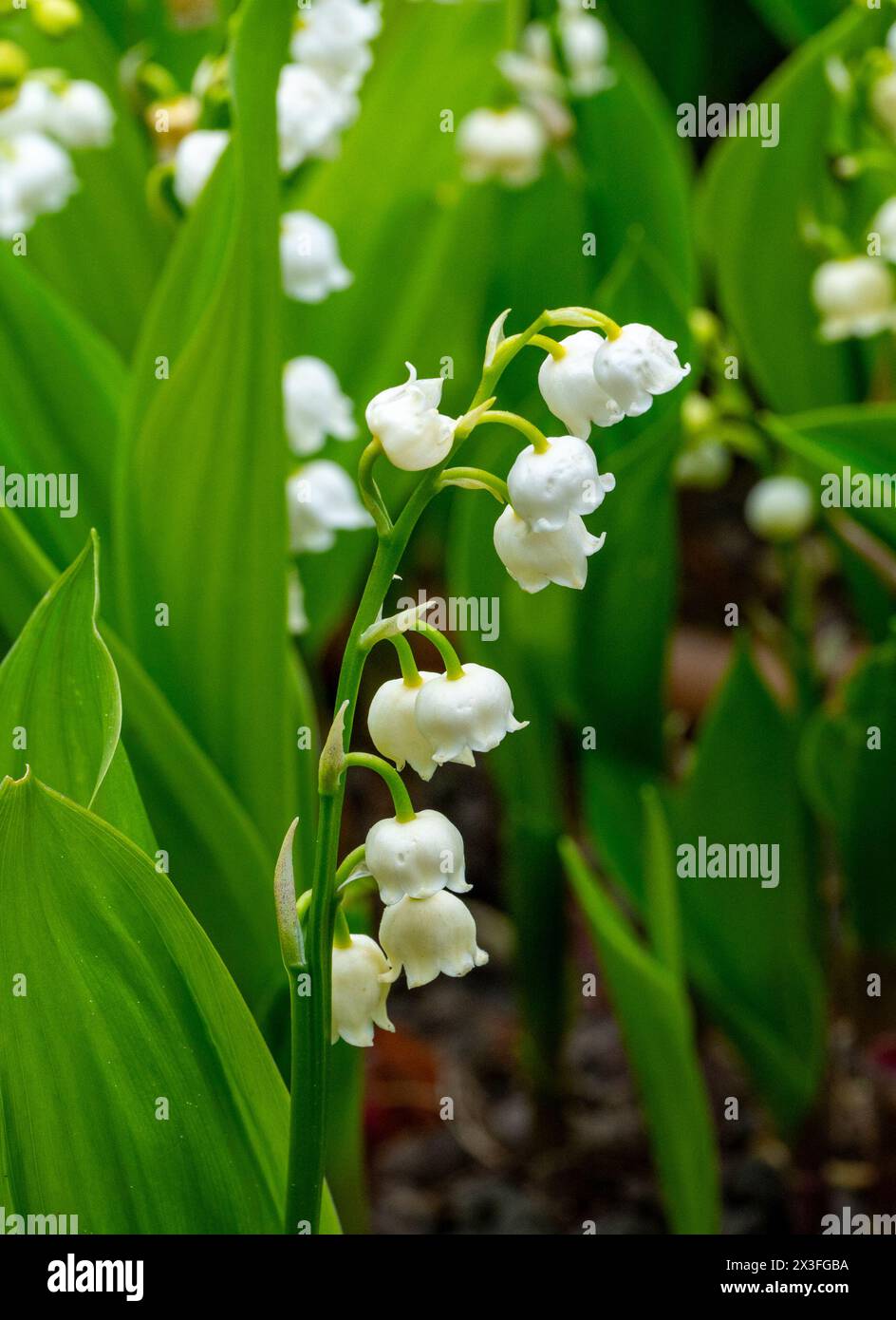 Giglio della valle fiori su sfondo verde. Convallaria majalis. Foto Stock